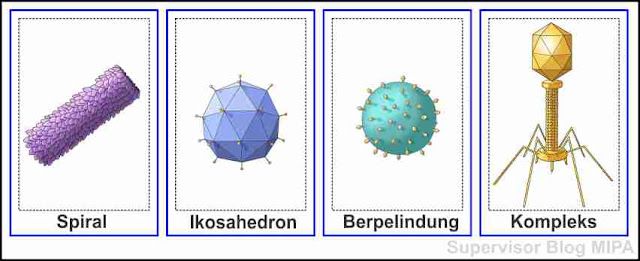 Mengenal Karakteristik dan Struktur Virus | Biologi Kelas 10 - Belajar